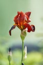 Red Iris