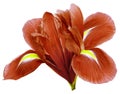 Red iris flower, white isolated background with clipping path.   Closeup.  no shadows.   For design. Royalty Free Stock Photo