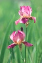 Red iris flowers Royalty Free Stock Photo