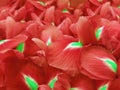 Red iris flowers. Garden flowers. Closeup. Nature Royalty Free Stock Photo