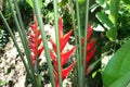 Red Iris Heliconias with Red Bracts