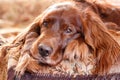 Red irish setter Royalty Free Stock Photo