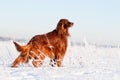 Red irish setter Royalty Free Stock Photo