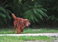 Red irish setter in action Royalty Free Stock Photo