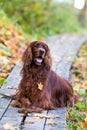 Red irish setter dog Royalty Free Stock Photo