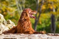 Red irish setter dog Royalty Free Stock Photo