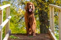 Red irish setter dog Royalty Free Stock Photo