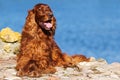 Red irish setter dog Royalty Free Stock Photo