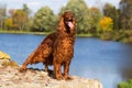 Red irish setter dog Royalty Free Stock Photo