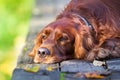 Red irish setter dog Royalty Free Stock Photo