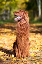 Red irish setter dog Royalty Free Stock Photo