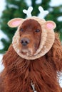 Red irish setter dog Royalty Free Stock Photo