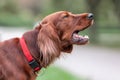 Red irish setter dog is barking at nature. Close up potrait Royalty Free Stock Photo