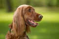 A Red Irish Setter dog Royalty Free Stock Photo