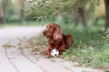 Red irish setter dog lying down on green grass with favorite toy small soccer ball