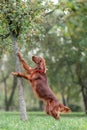 Red irish setter dog trying to get to apples on tree while outdoors activity games Royalty Free Stock Photo