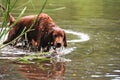 Red Irish setter hunts for ducks Royalty Free Stock Photo