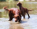 Red Irish Setters standing at river