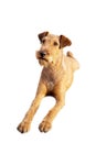 Red irish terrier, lovely friendly dog isolated on white.