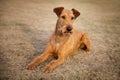 Red irish terrier, lovely friendly dog walking outdoor