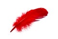 Red isolated falling feather close up. Exotic, tropical bird macro feather on white background. Fashion magazine