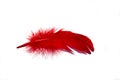 Red isolated falling feather close up. Exotic, tropical bird macro feather on white background. Fashion magazine