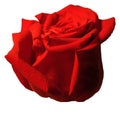 Red Isp;ated Rose II