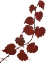 Red ivy Royalty Free Stock Photo