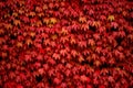 Red ivy Royalty Free Stock Photo