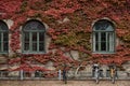 Red ivy in autumn climbing on an old college building facade surrounding arched windows. Bicycles parked by a old campus exterior Royalty Free Stock Photo