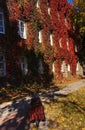 Red ivy on a building Royalty Free Stock Photo