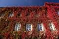 Red ivy on a building Royalty Free Stock Photo