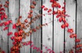 Red ivy climbing on wood fence. Creeper plant on gray and white wooden wall of house. Ivy vine growing on wood panel. Vintage Royalty Free Stock Photo