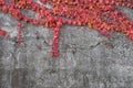 Red ivy on the conctete wall Royalty Free Stock Photo