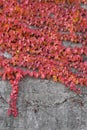 Red ivy on the conctete wall Royalty Free Stock Photo