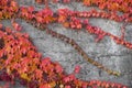 Red ivy on the conctete wall Royalty Free Stock Photo