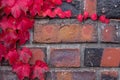 Red ivy creeper on a brick wall with copy space, autumn seasonal background Royalty Free Stock Photo