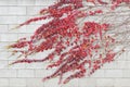 Red ivy creeper leaves on a white building wall Royalty Free Stock Photo