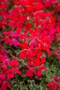 Red Ivy Geraniums Royalty Free Stock Photo