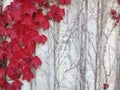 Red Ivy on gray wall Royalty Free Stock Photo