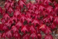 Red ivy