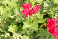 Red Ivy Leaf Geranium, Pelargonium peltatum Red