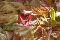 Red ivy leaf lying on the dry brown leaves of the plane tree. Royalty Free Stock Photo