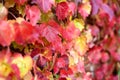 Red ivy leaves on brick wall at autumn. Royalty Free Stock Photo