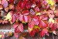 Red ivy leaves on brick wall at autumn. Royalty Free Stock Photo