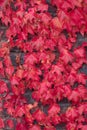 Red ivy leaves climbing on the wall background Royalty Free Stock Photo