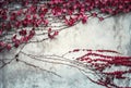 Red ivy on the old wall. Autumn background Royalty Free Stock Photo