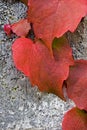 Red Ivy Pattern Royalty Free Stock Photo