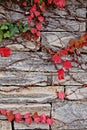 Red ivy on stone wall