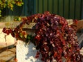 Red ivy vine creeper plant on white stucco column Royalty Free Stock Photo